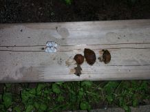 Schnecken-E-Zaun