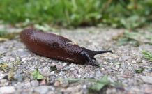 Nacktschnecken günstig mit Trockenfutter anlocken