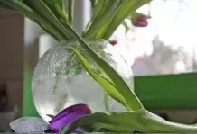Tulpen leben länger mit Eiswürfeln