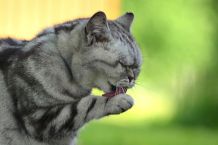 Wenn die Katze kotzt - was tun?