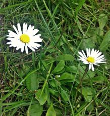 Gänseblümchen die Heilpflanze