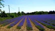 Lavendel eine Pflanze für viele Gelegenheiten