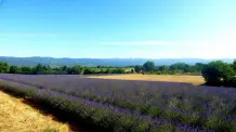 Lavendel eine Pflanze für viele Gelegenheiten
