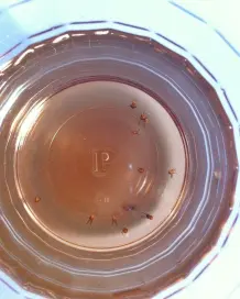 Obstfliegen fernhalten