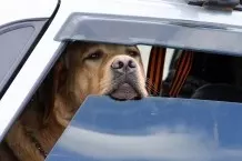Hunde im Auto bei sommerlichen Temperaturen