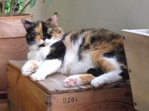 Warum fangen Katzen Mäuse?