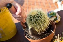 Umtopfen von Kakteen ohne sie zu beschädigen