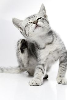 So stellt man fest, ob die Katze Flöhe hat