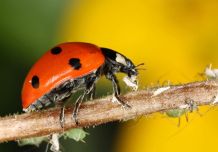 Marienkäfer gegen Blattläuse an Pflanzen