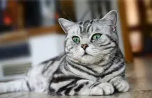Katze fernhalten mit Essig