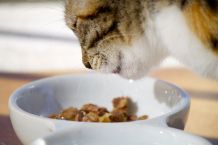 Mehr Wasser für die Katze