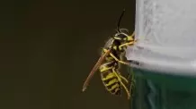 Wespen aus der Wohnung jagen