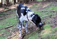Mit Eisspray gegen Hundekot