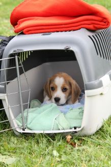 Hund an die Hundebox gewöhnen