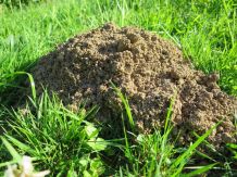 Maulwürfe aus dem Garten vertreiben