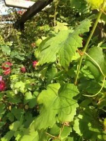 Weinblätter in Salzlake einlegen