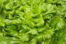 Salatsoße perfekt zu Endiviensalat