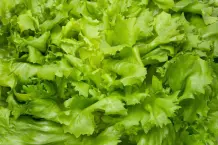 Salatsoße perfekt zu Endiviensalat