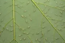 Blattläuse an Pflanzen loswerden