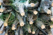 Tipps zum Weihnachtsbaum-Kauf