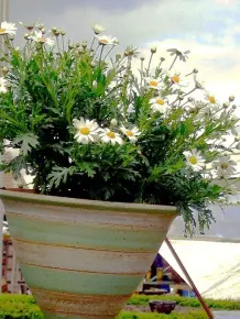 Bunter Blumenkübel