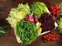Tipps für leckeren Salat und Dressings