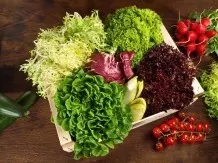 Tipps für leckeren Salat und Dressings