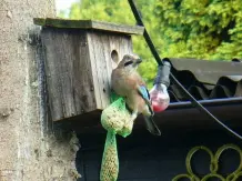 Vögel füttern im Winter - wie geht es richtig?