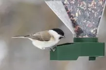 Vögel füttern im Winter - wie geht es richtig?