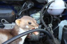 Marder vom Fahrzeug fernhalten