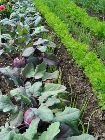 Fruchtfolge und Mischkultur im Garten