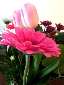 Gerbera lässt den Kopf nicht mehr hängen