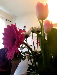 Gerbera lässt den Kopf nicht mehr hängen