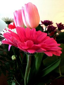 Gerbera lässt den Kopf nicht mehr hängen