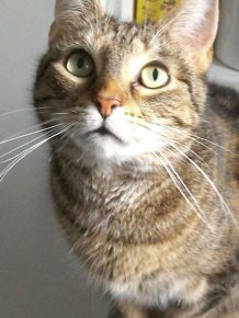 Katzen füttern - Erinnerungshilfe