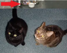 Katzen füttern - Erinnerungshilfe