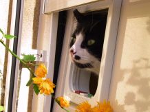 Katzenklappe reinigen