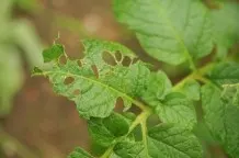 Fraßspuren im Garten: Schädlinge erkennen und bekämpfen