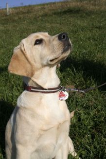 Keine Namen auf das Hundehalsband eingravieren lassen