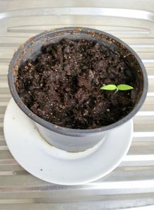 Tomatensetzlinge ziehen
