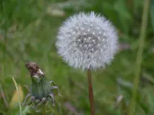 Pusteblumen als Geschenk