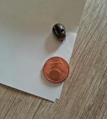 Entfernte Zecken entsorgen