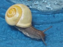 Schnecken im Garten vertreiben