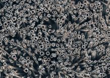 Nisthilfen für Wildbienen bauen – wie geht es richtig?