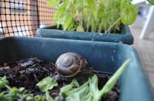 Frische Pflänzchen vor Schnecken schützen