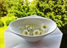 Gänseblümchen-Zucker herstellen