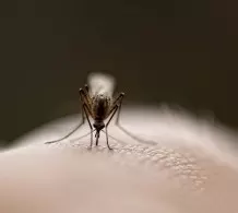 Was hilft gegen Stechmücken?