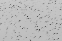 Mückenplage: Wie schützt man sich vor Stichen?