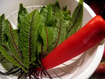 Blut-Sauerampfer-Salat – frisch und fruchtig