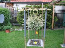 Harlekinweide vor Hagel schützen